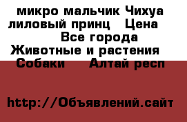 микро мальчик Чихуа лиловый принц › Цена ­ 90 - Все города Животные и растения » Собаки   . Алтай респ.